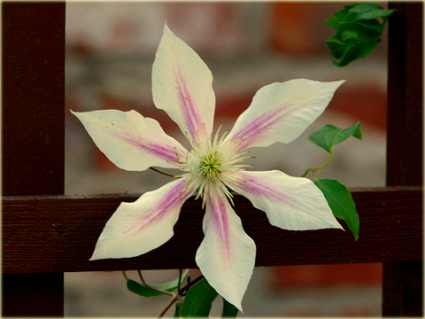 Powojnik Andromeda Clematis Andromeda