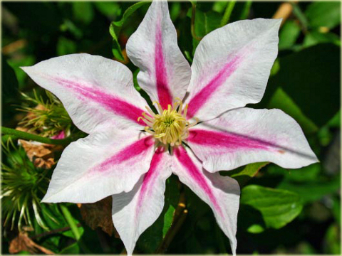 Powojnik Andromeda Clematis Andromeda