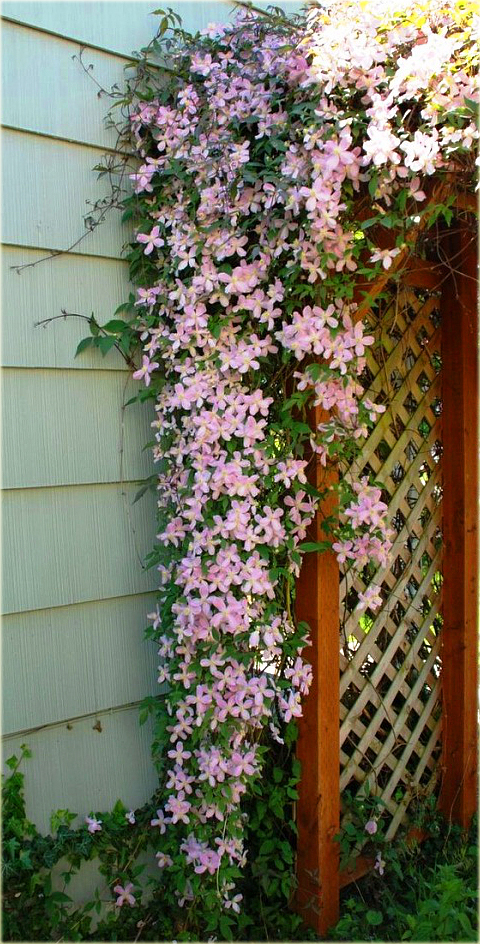 Powojnik Andromeda Clematis Andromeda