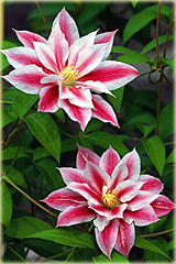 Powojnik Andromeda Clematis Andromeda