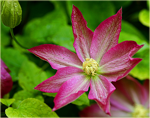 Powojnik Asao Clematis Asao