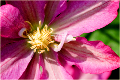 Powojnik Asao Clematis Asao