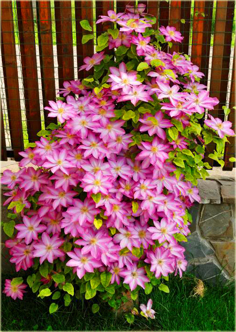 Powojnik Asao Clematis Asao