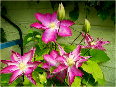 Powojnik Asao Clematis Asao
