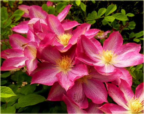 Powojnik Asao Clematis Asao