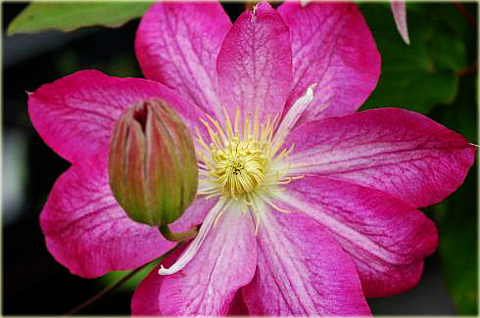 Powojnik Asao Clematis Asao
