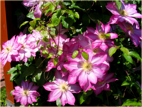 Powojnik Asao Clematis Asao