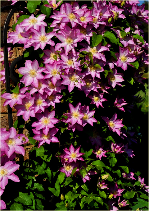 Powojnik Asao Clematis Asao