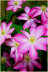 Powojnik Asao Clematis Asao