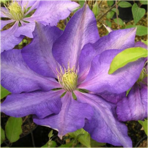 Powojnik Bagatelle Clematis Bagatelle