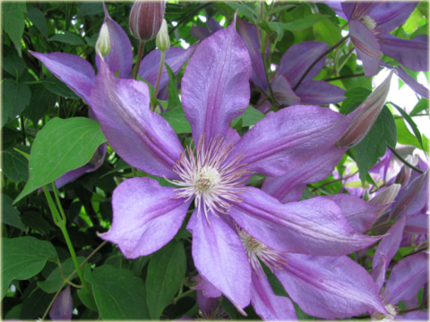 Powojnik Bagatelle Clematis Bagatelle