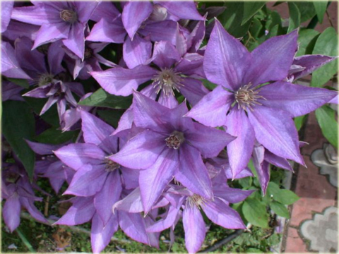 Powojnik Bagatelle Clematis Bagatelle