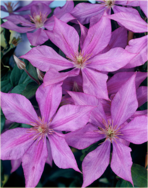 Powojnik Bagatelle Clematis Bagatelle