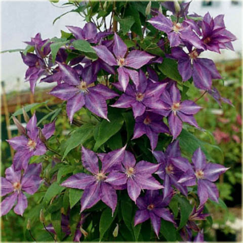 Powojnik Bagatelle Clematis Bagatelle