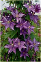 Powojnik Bagatelle Clematis Bagatelle