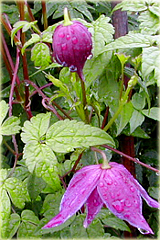 Powojnik Ballet Skirt Clematis Ballet Skirt