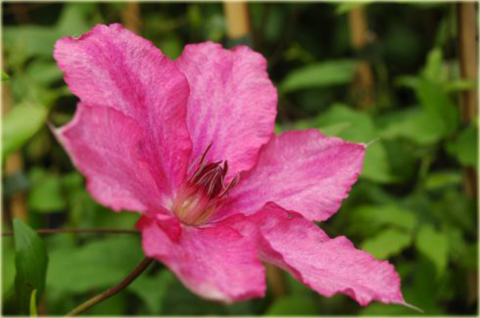 Powojnik Barbara Clematis Barbara