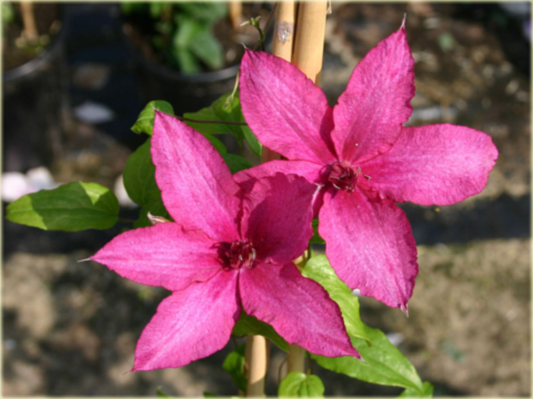 Powojnik Barbara Clematis Barbara