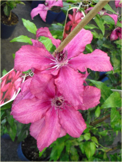 Powojnik Barbara Clematis Barbara