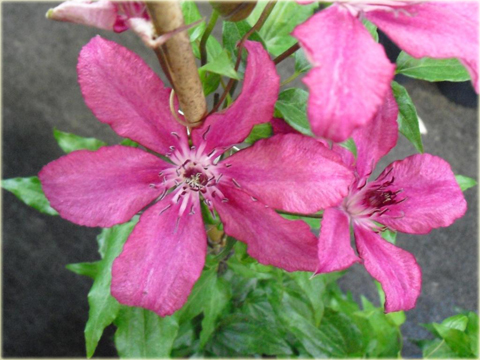 Powojnik Barbara Clematis Barbara