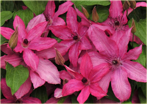 Powojnik Barbara Clematis Barbara