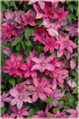 Powojnik Barbara Clematis Barbara