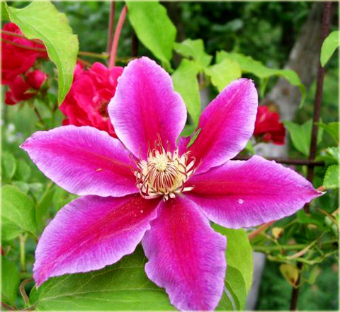 Powojnik Barbara Dibley Clematis Barbara Dibley