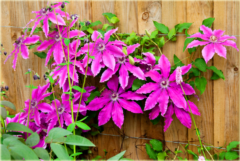 Powojnik Barbara Dibley Clematis Barbara Dibley
