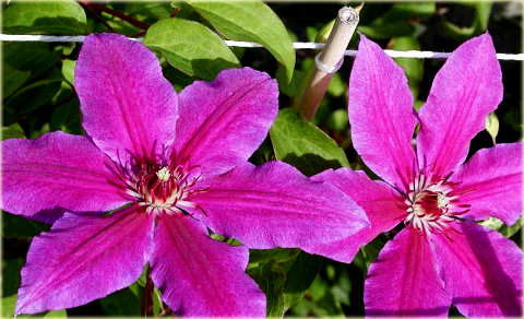 Powojnik Barbara Dibley Clematis Barbara Dibley
