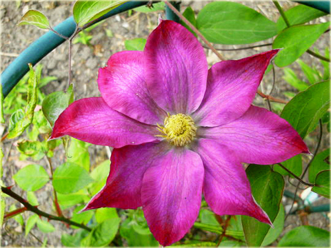 Powojnik Barbara Dibley Clematis Barbara Dibley