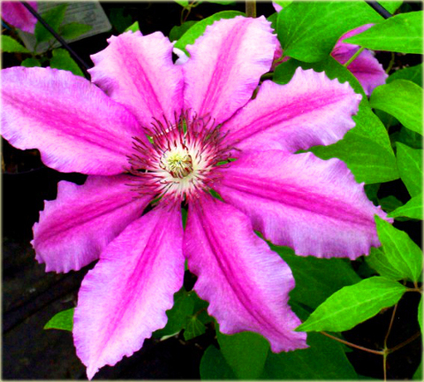 Powojnik Barbara Dibley Clematis Barbara Dibley