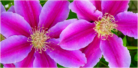 Powojnik Barbara Dibley Clematis Barbara Dibley