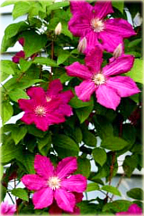 Powojnik Barbara Dibley Clematis Barbara Dibley