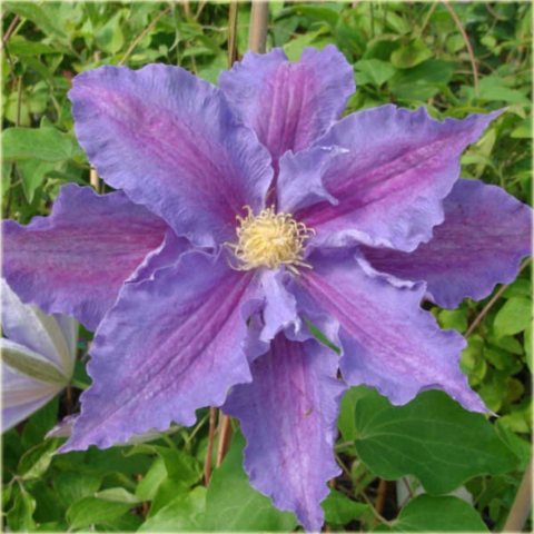 Powojnik Beata Clematis Beata