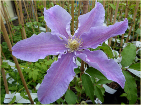 Powojnik Beata Clematis Beata
