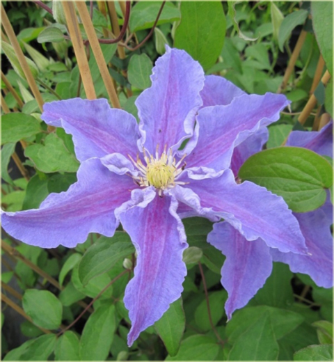 Powojnik Beata Clematis Beata