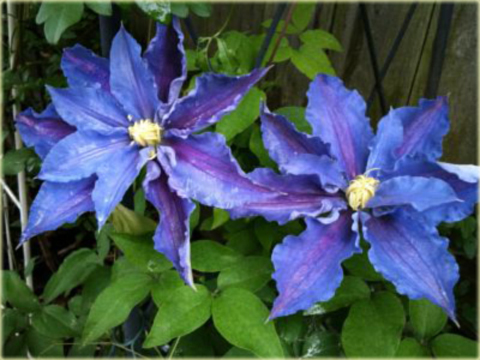 Powojnik Beata Clematis Beata