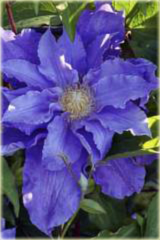 Powojnik Beata Clematis Beata