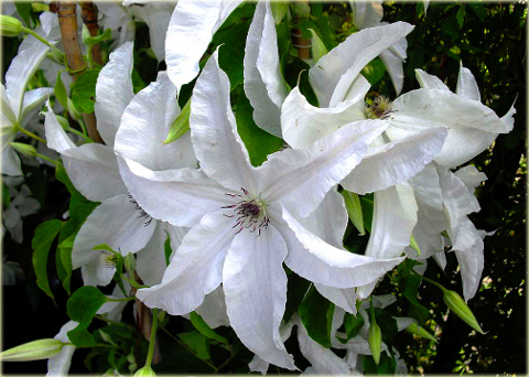 Powojnik Beautiful Bride Clematis Beautiful Bride