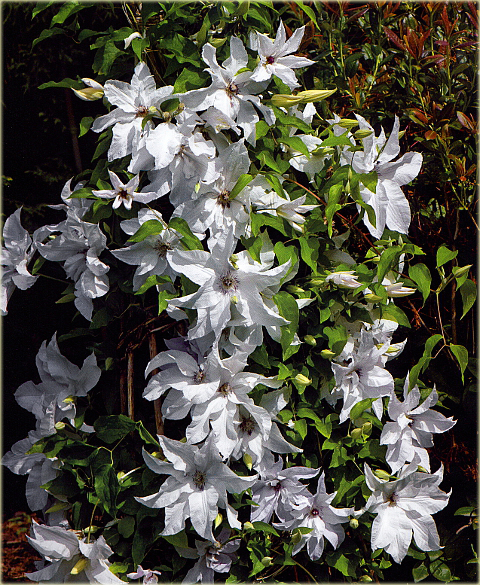 Powojnik Beautiful Bride Clematis Beautiful Bride