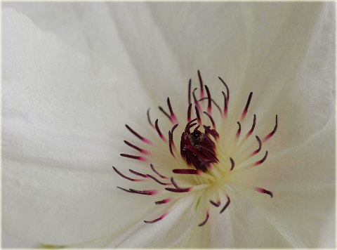 Powojnik Beautiful Bride Clematis Beautiful Bride