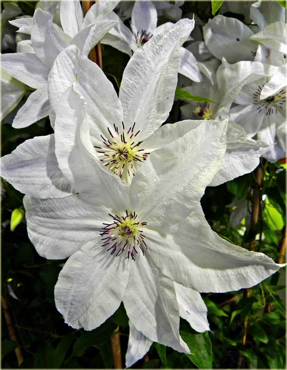 Powojnik Beautiful Bride Clematis Beautiful Bride