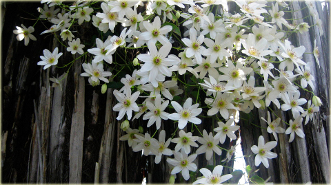 Powojnik Beautiful Bride Clematis Beautiful Bride