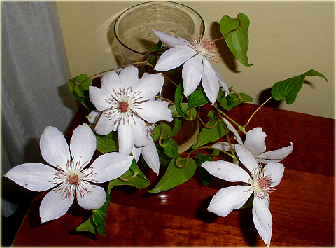 Powojnik Beautiful Bride Clematis Beautiful Bride