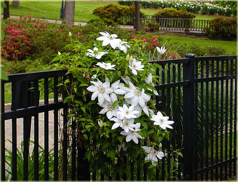 Powojnik Beautiful Bride Clematis Beautiful Bride