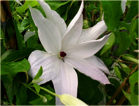 Powojnik Beautiful Bride Clematis Beautiful Bride