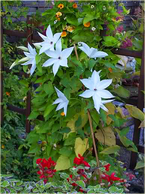 Powojnik Beautiful Bride Clematis Beautiful Bride