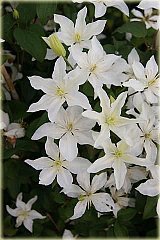 Powojnik Beautiful Bride Clematis Beautiful Bride