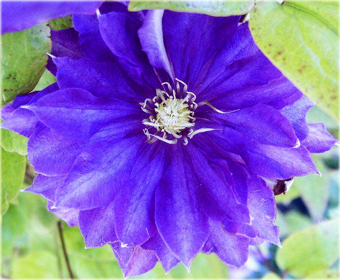 Powojnik Beautiful of Worcester Clematis Beautiful of Worcester