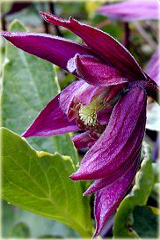 Powojnik Betina Clematis Betina